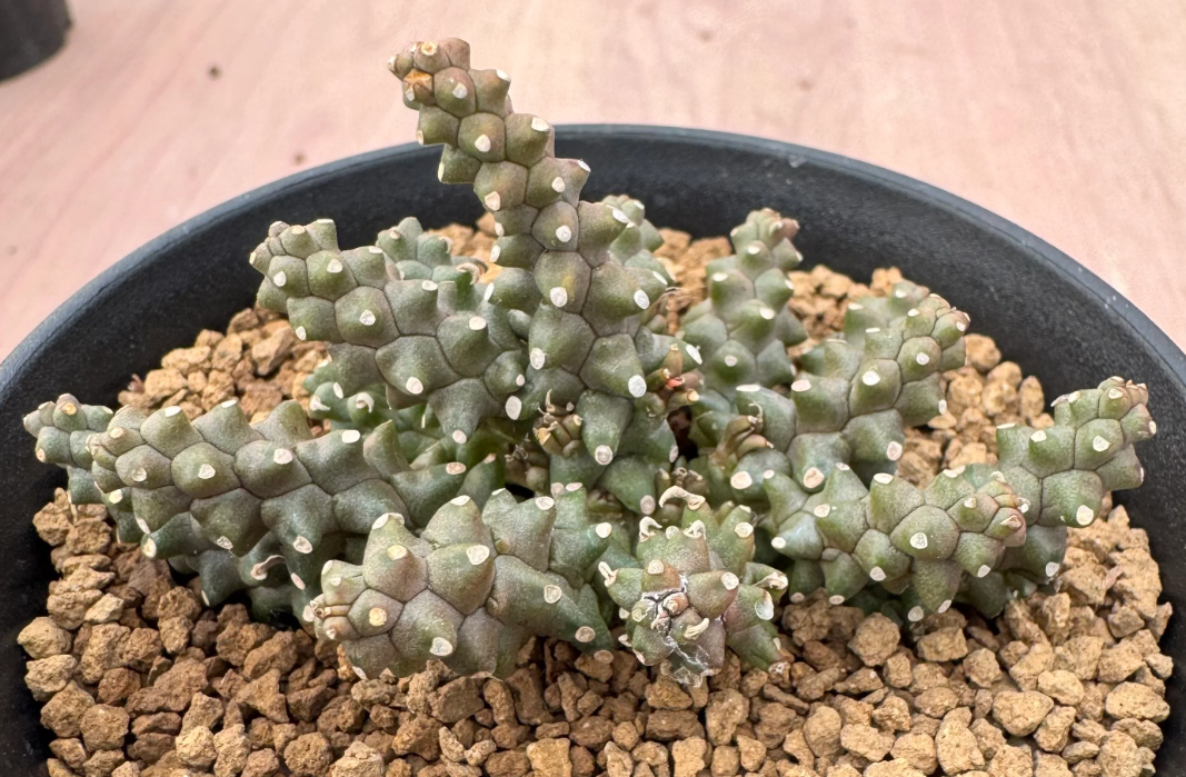 Euphorbia planiceps 5 Seeds