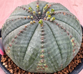 Euphorbia obesa ssp. symmetrica 5 Seeds