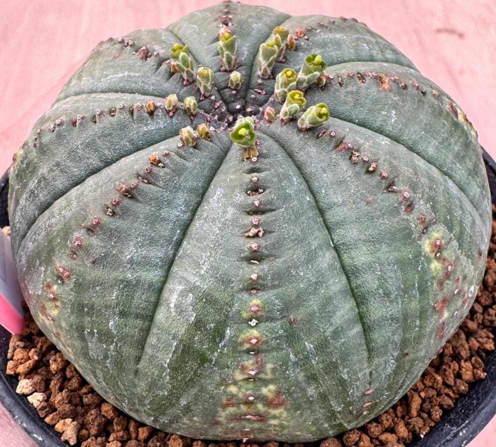 Euphorbia obesa ssp. symmetrica 5 Seeds