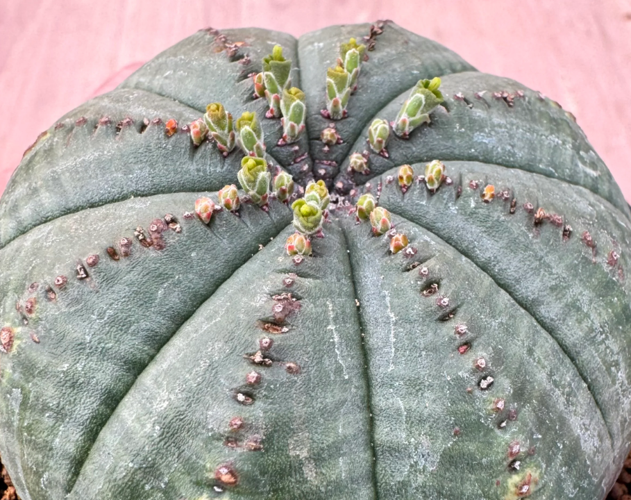Euphorbia obesa ssp. symmetrica 5 Seeds