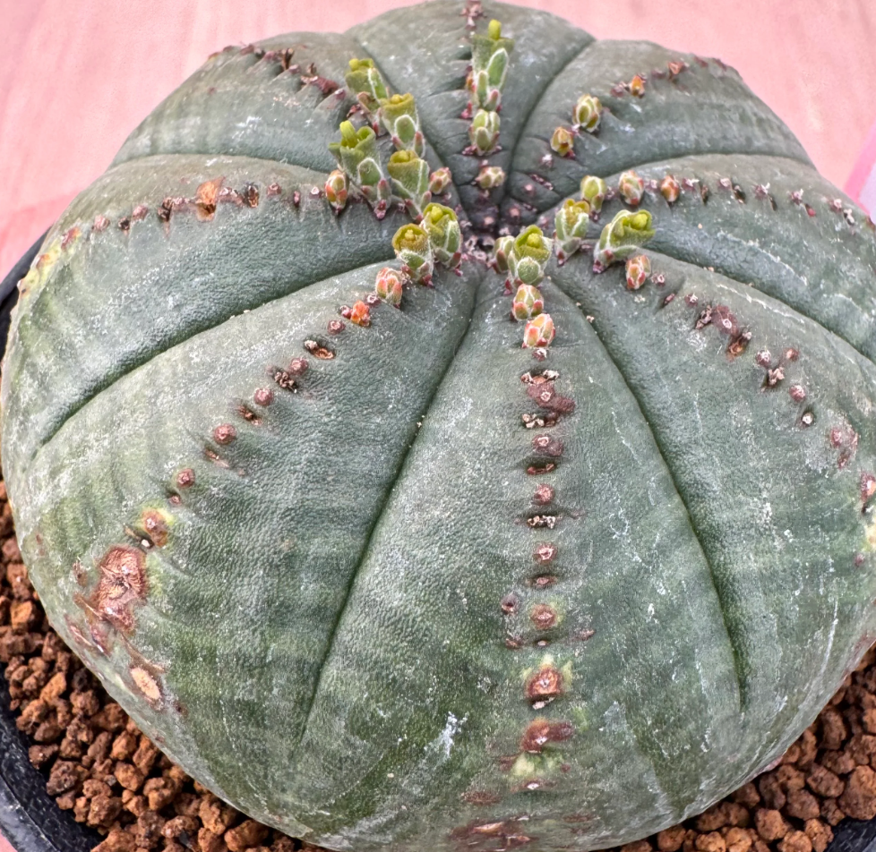 Euphorbia obesa ssp. symmetrica 5 Seeds