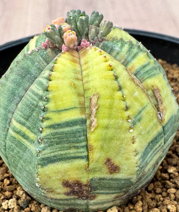 Euphorbia obesa variegata 5 Seeds