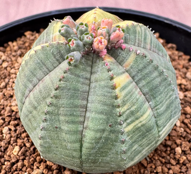 Euphorbia obesa variegata 5 Seeds
