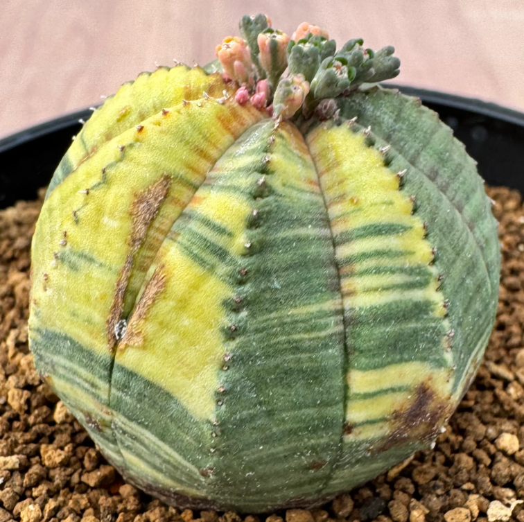 Euphorbia obesa variegata 5 Seeds