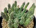 Euphorbia atroviridis 5 Seeds