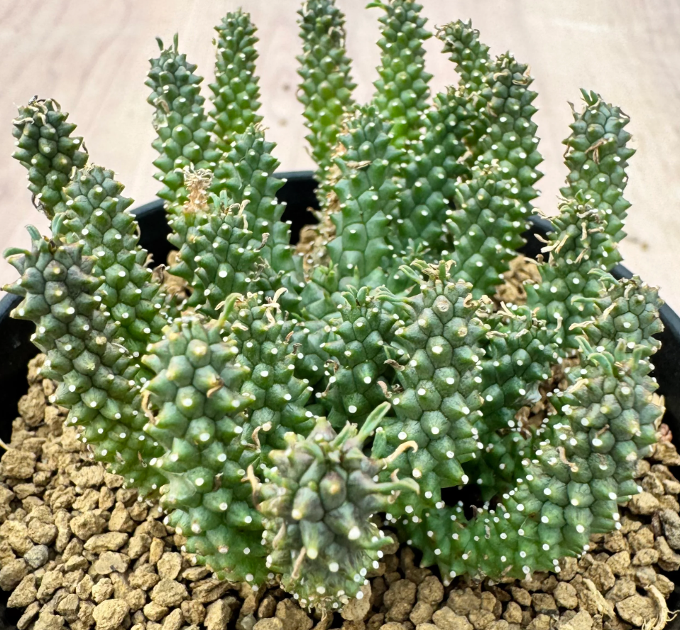 Euphorbia atroviridis 5 Seeds