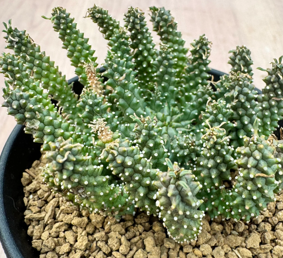 Euphorbia atroviridis 5 Seeds