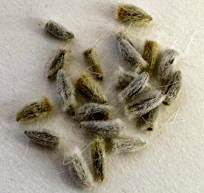 Othonna triplinervia 5 Seeds