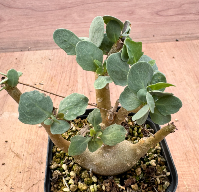 Othonna triplinervia 5 Seeds