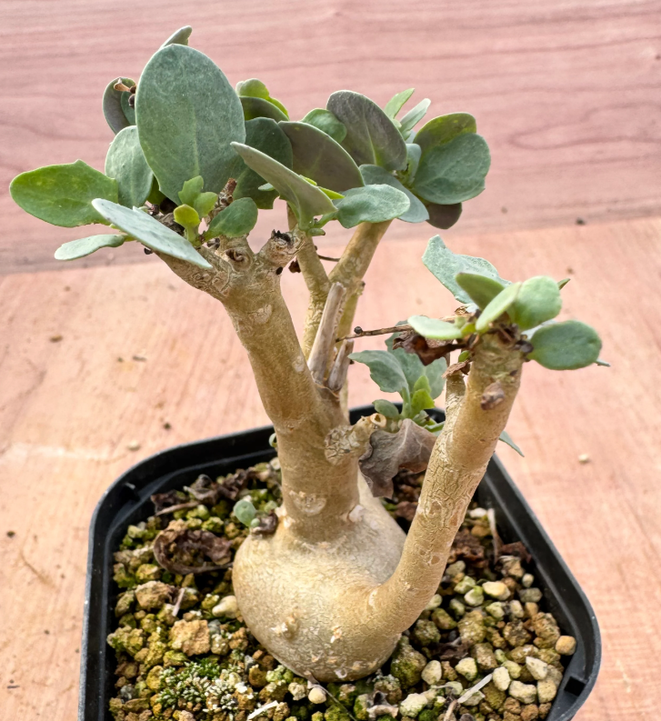 Othonna triplinervia 5 Seeds