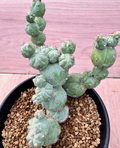 Myrtillocactus geometrizans Monster 10 Seeds