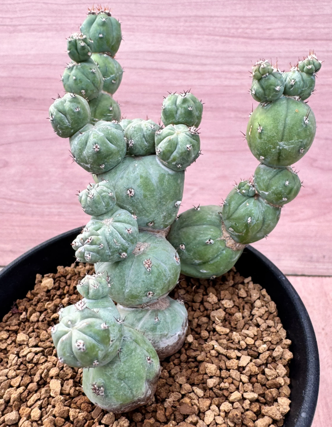 Myrtillocactus geometrizans Monster 10 Seeds