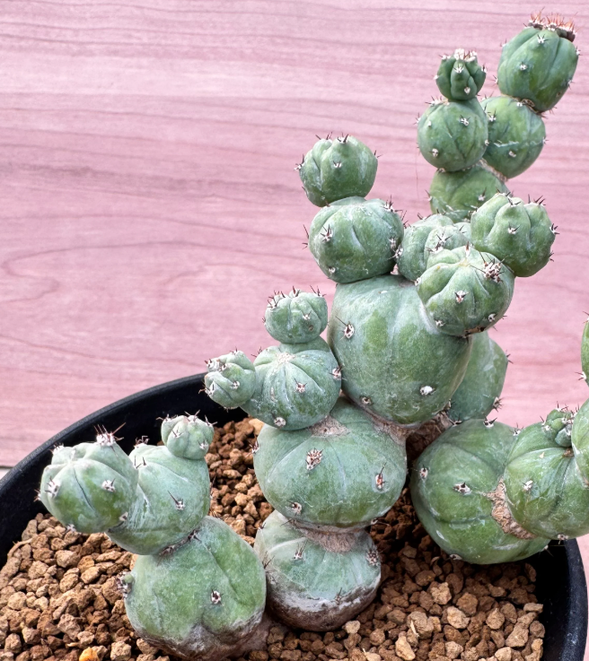 Myrtillocactus geometrizans Monster 10 Seeds