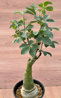 Adenia glauca 5 Seeds