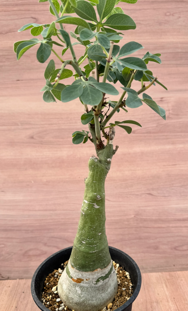 Adenia glauca 5 Seeds