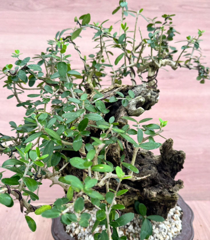 Olea europaea Old olive 10 Seeds