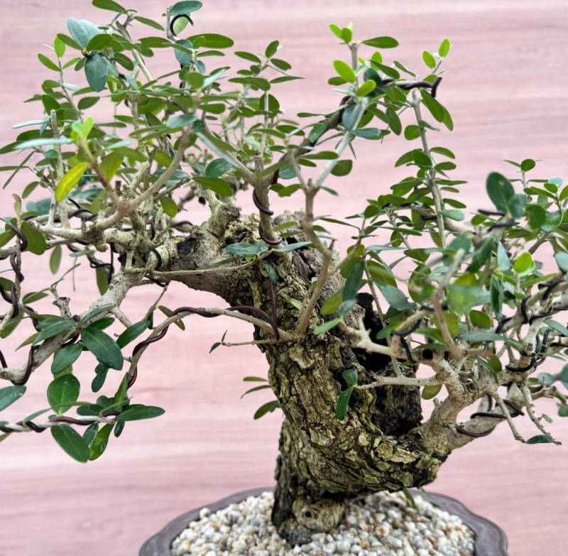 Olea europaea Old olive 10 Seeds