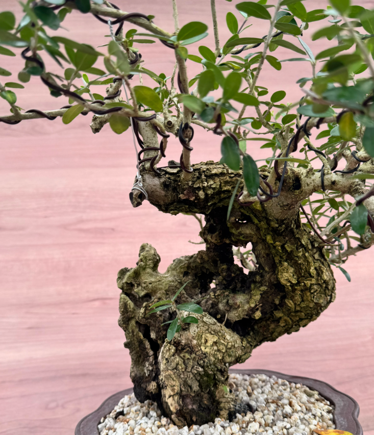 Olea europaea Old olive 10 Seeds