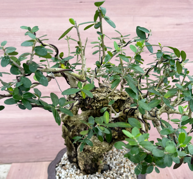 Olea europaea Old olive 10 Seeds
