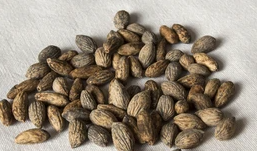 Olea europaea Old olive 10 Seeds