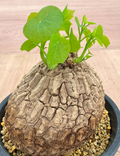 Stephania suberosa 5 Seeds