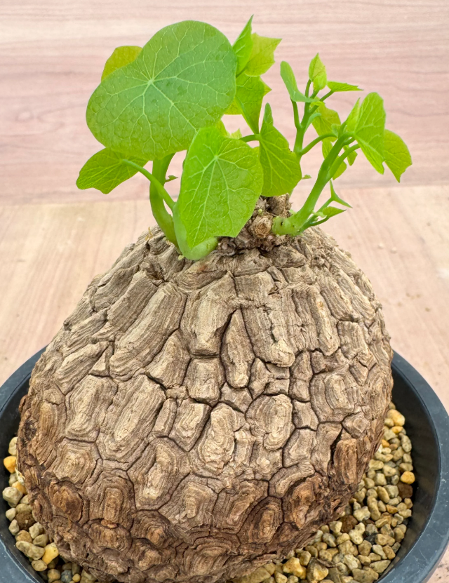 Stephania suberosa 5 Seeds