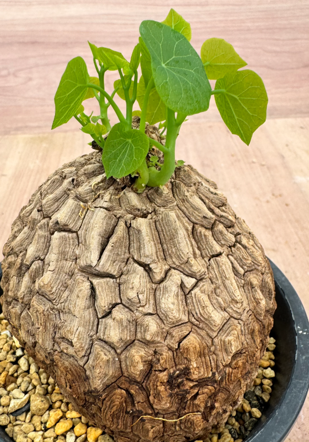 Stephania suberosa 5 Seeds