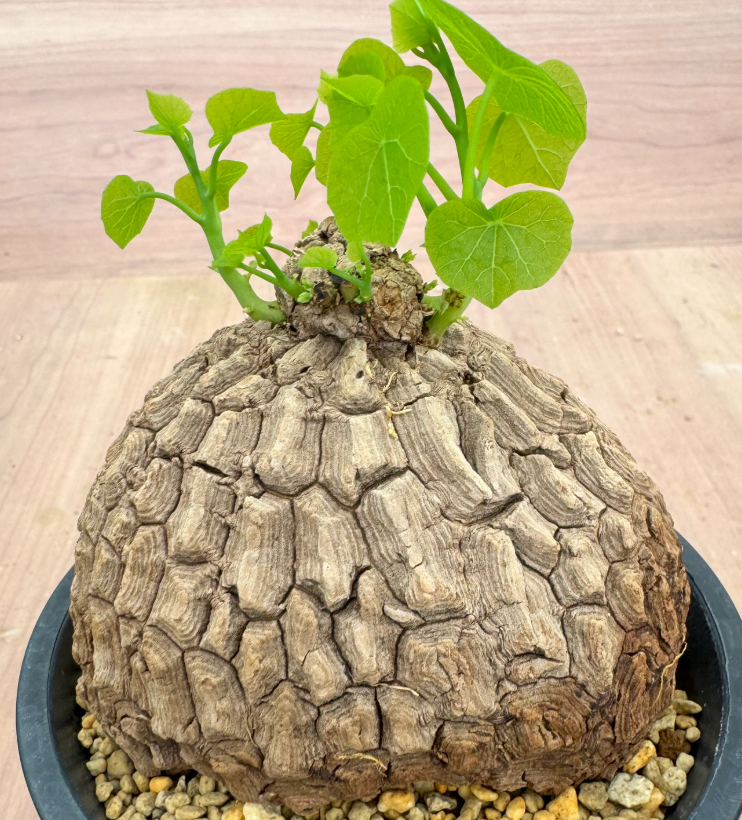Stephania suberosa 5 Seeds