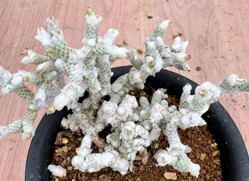 Avonia recurvata ssp.buderiana 10 Seeds
