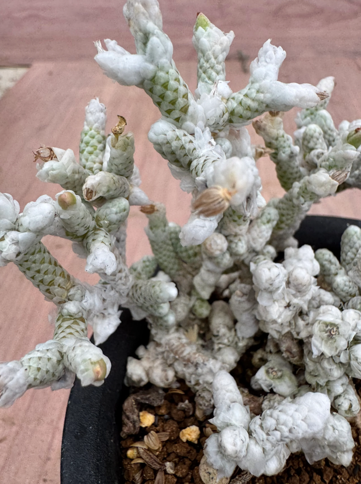 Avonia recurvata ssp.buderiana 10 Seeds