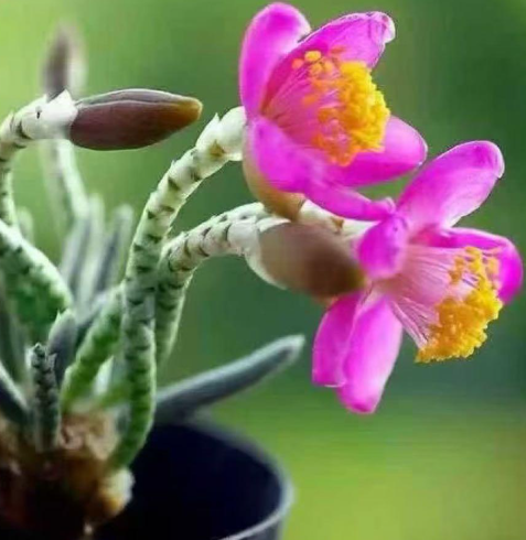 Avonia quinaria ssp. alstonii 10 Seeds
