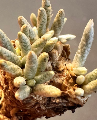 Avonia quinaria ssp. alstonii 10 Seeds
