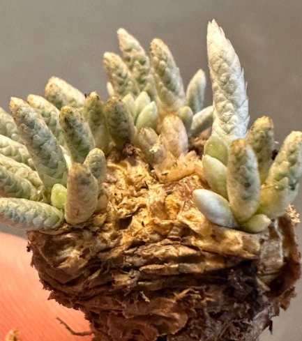 Avonia quinaria ssp. alstonii 10 Seeds