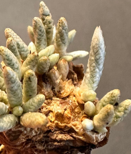 Avonia quinaria ssp. alstonii 10 Seeds