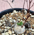 Tylecodon nolteei 10 Seeds