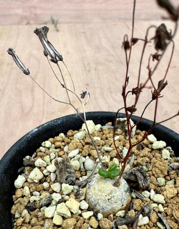 Tylecodon nolteei 10 Seeds