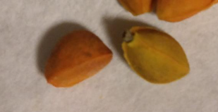 Bursera fagaroides 6 Seeds