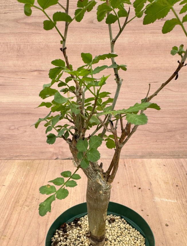 Bursera fagaroides 6 Seeds