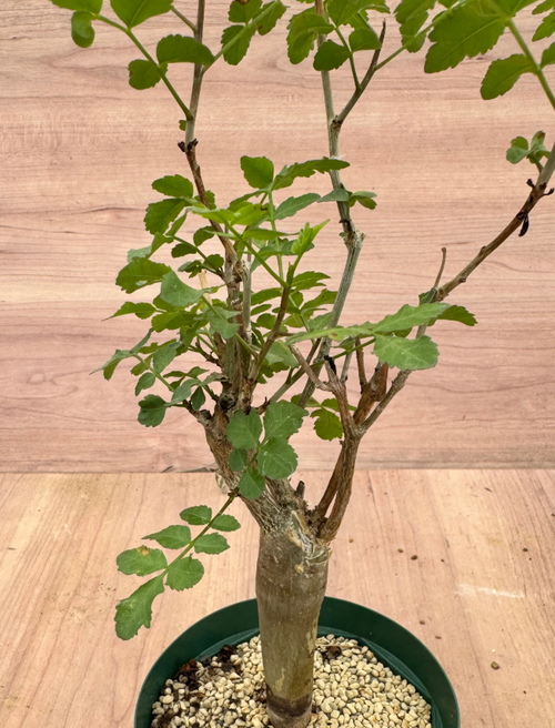 Bursera fagaroides 6 Seeds