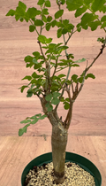 Bursera fagaroides 6 Seeds
