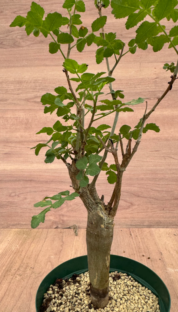 Bursera fagaroides 6 Seeds