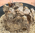 Dioscorea hemicrypta 5 Seeds