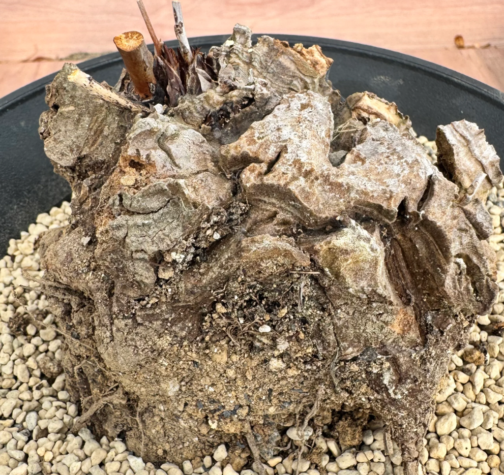 Dioscorea hemicrypta 5 Seeds