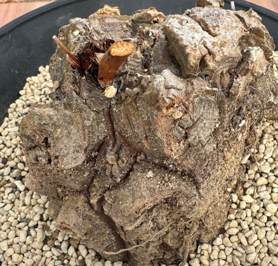 Dioscorea hemicrypta 5 Seeds
