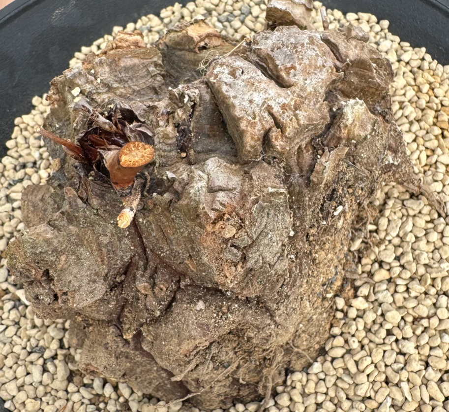Dioscorea hemicrypta 5 Seeds