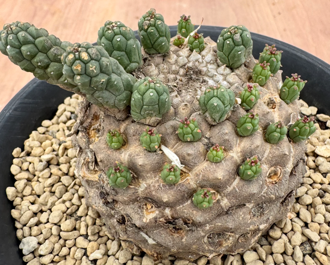 Euphorbia colliculina 5 Seeds