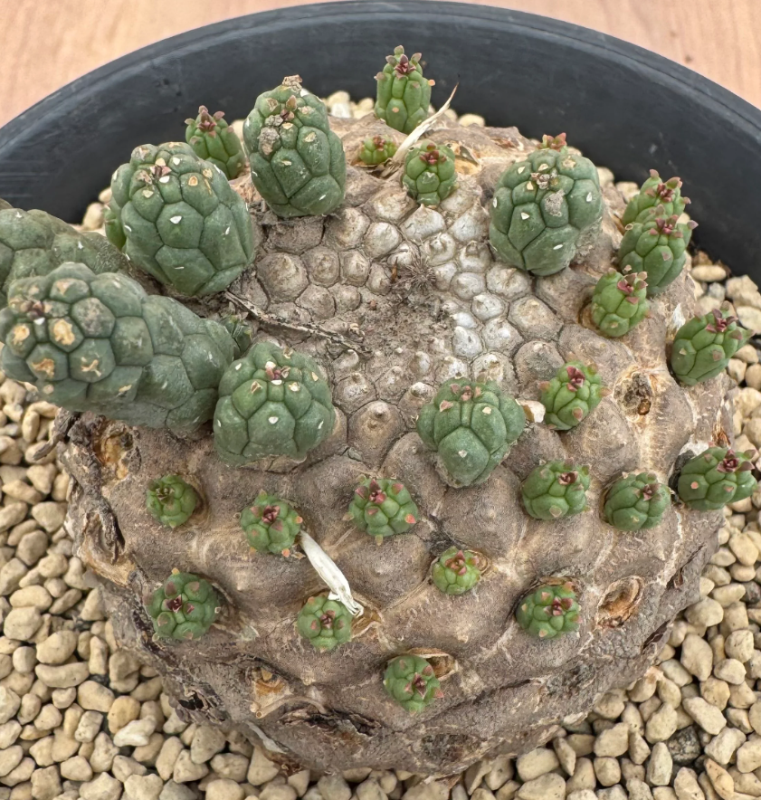 Euphorbia colliculina 5 Seeds