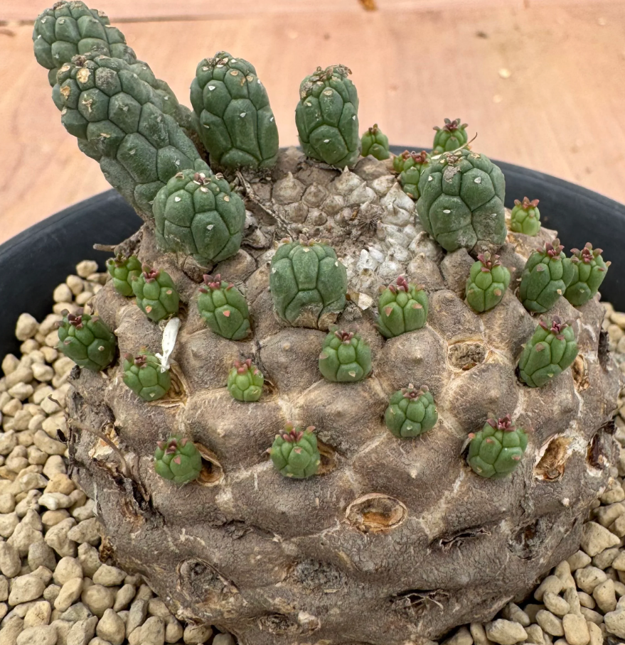 Euphorbia colliculina 5 Seeds
