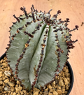 Euphorbia polygona 5 Seeds