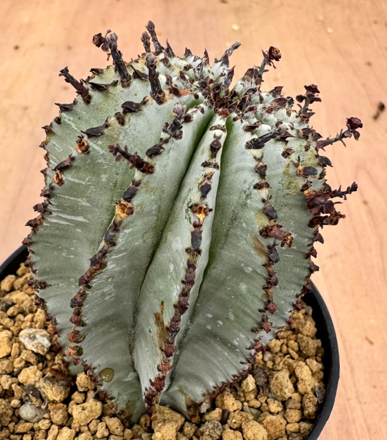 Euphorbia polygona 5 Seeds
